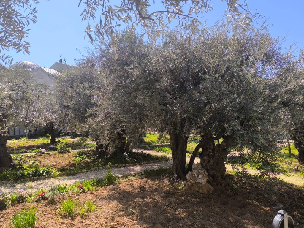 DIÁRIO DE VIAGEM: O MONTE DAS OLIVEIRAS E O JARDIM DO&nbsp;GETSÊMANI